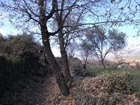 cantara piccole gole19022012 085